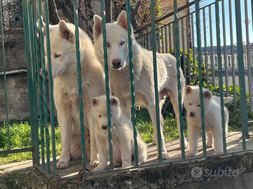 Cucciolo Siberian Husky