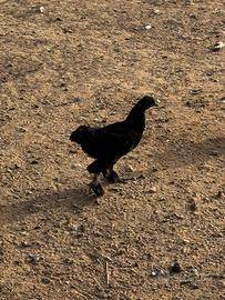 gallinelle giovane 