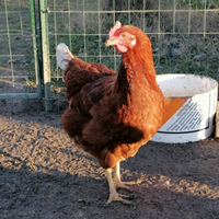Ovaiole gallina Lomhan livornese e altre