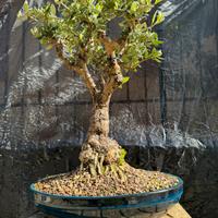 Ulivo bonsai anni  35 circa