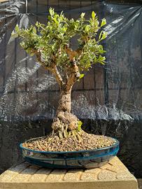 Ulivo bonsai anni  35 circa