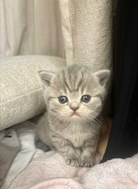 British shorthair - Animali In vendita a Roma