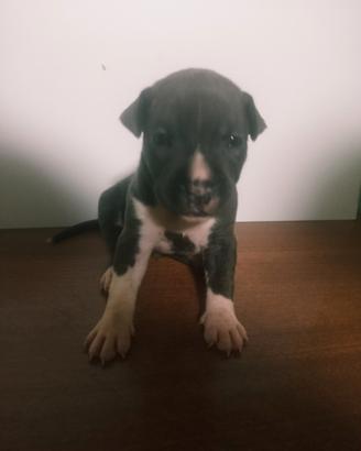 Cuccioli di american Staffordhire terrier