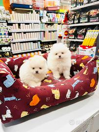 Spitz di Pomerania MINI