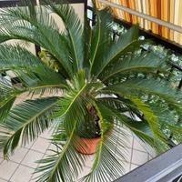 Pianta cycas