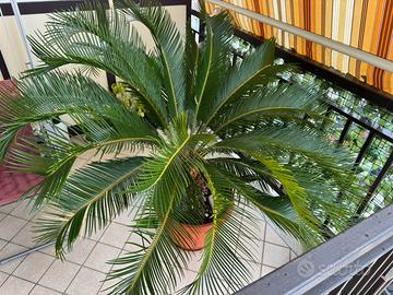 Pianta cycas