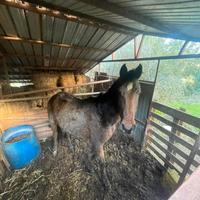 Cavallo castrone 3 anni