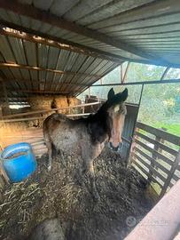 Cavallo castrone 3 anni