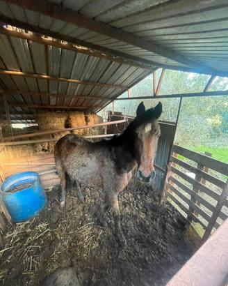 Cavallo castrone 3 anni