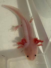 Axolotl