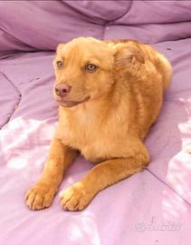 Bimbo cucciolo taglia media molto contenuta