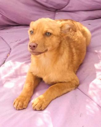 Bimbo cucciolo taglia media molto contenuta