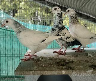 Trio colombi california