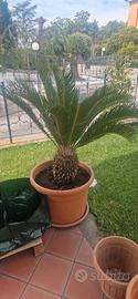Cycas Revoluta