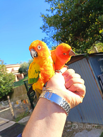 Coppia conuri del sole