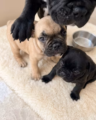 BULLDOG Francese