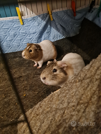 Pocellini D india (maschi)