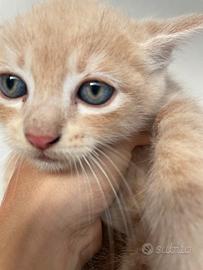 Gattino siberiano mix miele