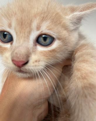 Gattino siberiano mix miele