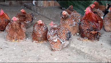 Coicincina nana millefiori