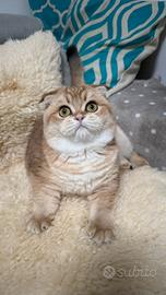 Gatto scottish fold