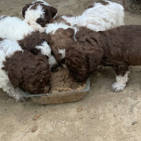 Cuccioli Lagotto Romagnolo