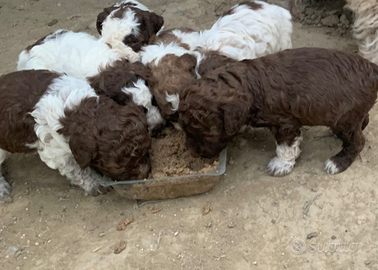 Cuccioli Lagotto Romagnolo