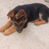 Cuccioli di 2 mesi di pastore tedesco maschi