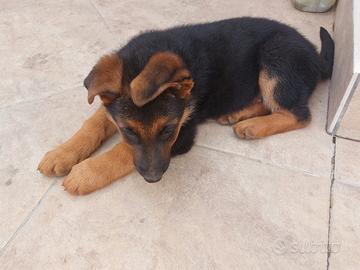 Cuccioli di 2 mesi di pastore tedesco maschi