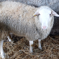Montone razza appenninica