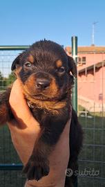 cuccioli rottweiler 
