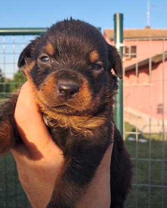 cuccioli rottweiler 