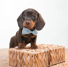 Meraviglioso cucciolo di bassotto PEDIGREE ENCI