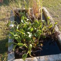 Giacinto d'acqua e typha 