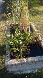 Giacinto d'acqua e typha 