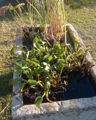 Giacinto d'acqua e typha 