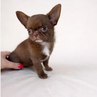 Cucciolo di chihuahua maschio cioccolato