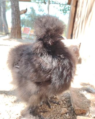 Galline ornamentali