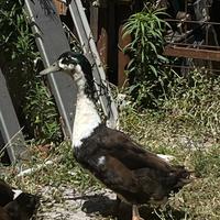 Maschio anatra pezzata