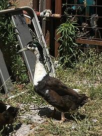 Maschio anatra pezzata