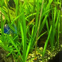 Vallisneria - pianta per acquario