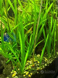 Vallisneria - pianta per acquario