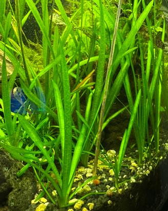 Vallisneria - pianta per acquario