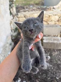 Gattini