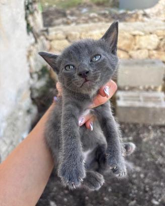 Gattini