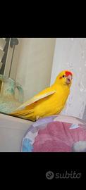 kakariki 