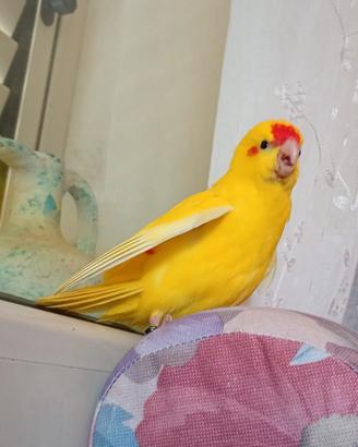 kakariki 