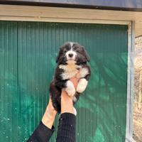 Border Collie cuccioli maschi e femmine Top