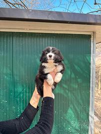 Border Collie cuccioli maschi e femmine Top