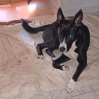 Cane di 8 mesi incrocio di pastore tedesco